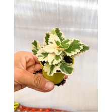 Şanal Gardenbox Adaçayı Kokulu Sukulent Beyaz Alacalı, 10-15 cm Saksılı Çiçekli Bodur