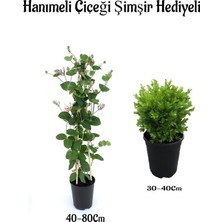 Şanal Nura Botanik Mis Kolulu Hanımeli Çiçeği Fidanı + Çalı Şimşiri Fidanı Hediyeli Bahçe Bitkisi Seti