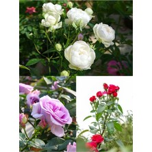 Şanal Serada Decor & Plant Yediveren Gül Fidesi, Kırmızı Beyaz Lila Çeşitli, 3 Adet, 25-60 Cm, Saksılı