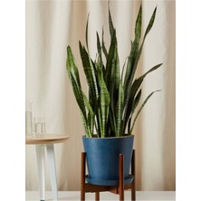 Şanal Gardenbox Çok Köklü Yeşil Kılıç Paşa Kılıcı, Iç Mekanlara Uygun, 20-40CM