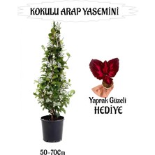 Şanal Bitkim Sende Mis Kokulu Arap Yasemini 50-70CM, Yaprak Güzeli Hediyeli Peyzaj Seti