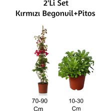 Şanal Gardenbox Kırmızı Begonvil + Pitos 2'li Set Dış Mekan Bitkisi, Çok Renkli