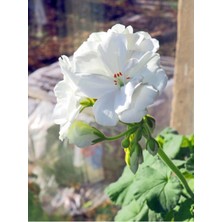Şanal Nura Botanik Beyaz Sardunya Çiçeği, 15-25 cm Saksılı Çiçekli Bodur Bitkiler, Geranium