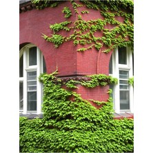 Şanal Gardenbox Kaya Sarmaşığı, Hedera Helix, Duvar ve Çitler Için, 40-60 cm