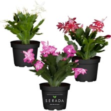 Şanal Bitkim Sende Schlumbergera Truncata 3 Adet Farklı Renklerde Yılbaşı Çiçeği, 15-20 cm