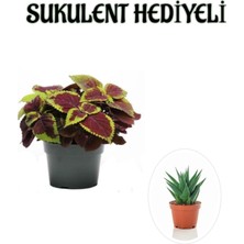 Şanal Nura Botanik Renkli Yapraklı Yaprak-Cam Güzeli Sukulent, Hediyeli Set