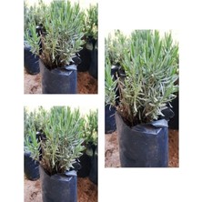 Şanal Serada Decor & Plant Mezarlık Için 3'lü Bitki Fidesi, 10-15 Cm, Tüplü, Çiçekli Bodur Bitkiler