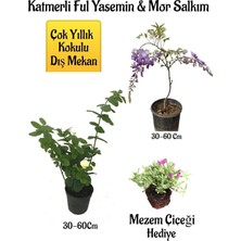 Şanal Serada Decor & Plant Kokulu Katmerli Ful Yasemin Çiçeği, Mor Salkım Ağacı Fidanı, Mezem Çiçeği Hediyeli Peyzaj Seti, Çok Renkli, 30-60 cm