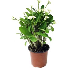 Şanal Nura Botanik Euphorbia Milii White, Dikenler Tacı Beyaz, 25 Cm, Ev Ofis Salon Iç Mekan Bitkisi