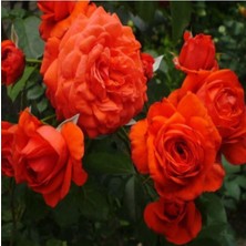 Şanal Gardenbox Turuncu Sarmaşık Gül, 25-35 Cm, Tüplü Aşılı