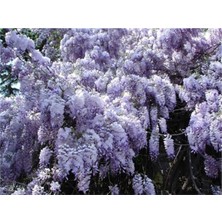 Şanal Gardenbox Wisteria Sinensis Kokulu Çin Morsalkım Mor Salkım Fidanı, 40-60 Cm, Çok Renkli