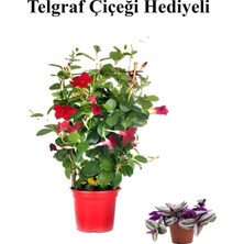 Şanal Kokulu Kırmızı Mandevilla Sarmaşığı Sevgililer Gününe Özel Telgraf Hediyeli, BTS001NU020222