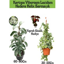 Şanal Kampanyalı Kartopu Viburnum Lucidum 1 Adet Hedera Helix 1 Adet Yaprak Güzeli Hediye Bahçe Bitkisi, BTS1852024NA27