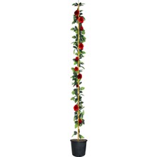 Şanal Gardenbox Kırmızı Yediveren Sarmaşık Gül Fidanı, 3 Adet, Saksılı, 80-160CM, Kokulu, Climbing Rose