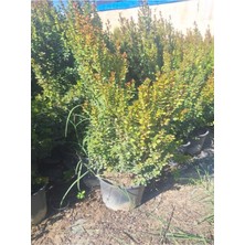 Şanal Serada Decor & Plant Büyük Boy Canlı Şimşir Fidanı, 1 Adet Saksılı, 25-40 Cm, Dış Mekan Çiçeği