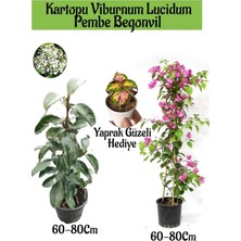 Şanal Kartopu Viburnum 1 Adet+Pembe Begonvil 1 Adet+Yaprak Güzeli Hediye Bahçe Bitkisi, BTS1852024NA167