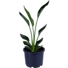 Şanal Nura Botanik Cennet Kuşu Strelitzia Regina Bitkisi, 50-60 Cm, Saksılı, Yeşil