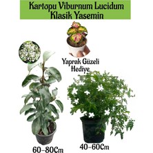Şanal Bitkim Sende Kartopu Viburnum, Klasik Izmir Yasemini, Yaprak Güzeli Bahçe Bitkisi Seti, 3 Adet