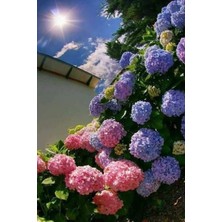 Şanal Serada Decor & Plant Lila Ortanca, 30-50CM, Tüplü Canlı Bitki