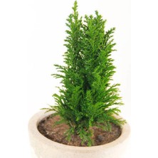 Şanal Serada Decor & Plant Leylandi Bitkisi, 40-60 Cm, Saksılı Dış Mekan Ağacı, Cupressocyparis Leylandii