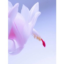 Şanal Gardenbox Beyaz Yılbaşı Çiçeği, 20-30 Cm, Tüplü, Çiçekli Bodur Bitkiler, Zygocactus