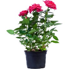 Şanal Gardenbox Pembe Kokulu Yediveren Gül Fidanı Saksılı, 50-70 Cm, Dış Mekan