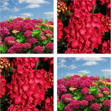 Şanal Nura Botanik Kırmızı Ortanca Çiçeği Fidanı, 20-45 Cm, Saksılı, Hydrangea