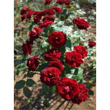 Şanal Gardenbox Yediveren Koyu Kırmızı Yoğun Kokulu Saksılı Aşılı Gül, 50-70 Cm, 1 Adet