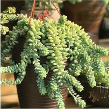 Şanal Nura Botanik Sedum Burrito Morganianum (Eşek Kuyruğu) Sukulent Bitki, 5.5cm Saksı, Yeşil