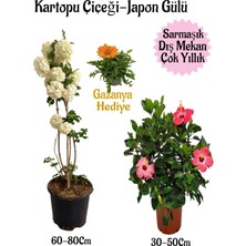 Şanal Bitkim Sende Kartopu Çiçeği, Pembe Japon Gülü, Turuncu Gazanya Saksılı Bahçe Seti, Çok Renkli