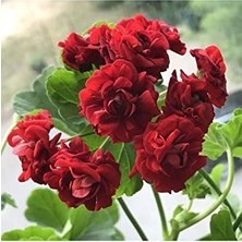aklow akyoleticaret Dashing Look 10 Adet Koyu Kırmızı Renkli Gül Sardunya Çiçeği Tohumu TH-62930451875213058