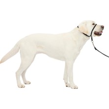 Şanal Petsafe Nazik Leader Baş Yaka, Çekmesiz Köpek Tasması, Büyük 27-59 Kg, Siyah