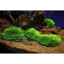 Şanal Riccia Fluitans Moss In Vitro 200CC Canlı Bitki