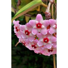 Şanal Gardenbox Mum Çiçeği Açık Pembe 10-15CM Ev Salon Bitkisi