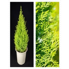 Şanal Nura Botanik Norfolk Island Pine, 30-60 Cm, Saksılı, Salon Çamı