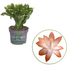 Şanal Nura Botanik Turuncu Renk Yılbaşı Çiçeği, 10-20 Cm, Saksılı Schlumbergera, 1 Adet