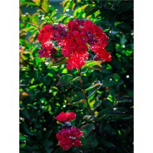 Şanal Nura Botanik Kırmızı 40-60 cm Oya Ağacı Fidanı, Lagerstroemia, Dış Mekan Ağaçları
