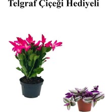 Şanal Gardenbox Pembe Renk Yılbaşı Çiçeği Kaktüsü, Telgraf Hediyeli
