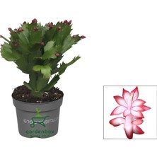 Şanal Nura Botanik Kırmızı Yılbaşı Çiçeği Saksılı, 10-15CM, 1 Adet, Red Schlumbergera Truncata