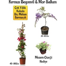 Şanal Nura Botanik Kırmızı Begonvil Çiçeği, Mor Salkım Ağacı Fidanı, Mezem Çiçeği Hediyeli Bahçe Peyzaj Seti