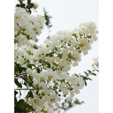 Şanal Nura Botanik Beyaz Oya Çiçeği Fidanı, 80CM, Çok Renkli