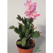 Şanal Nura Botanik Açık Pembe Schlumbergera Truncata Yılbaşı Çiçeği, 10-15 Cm, 1 Adet