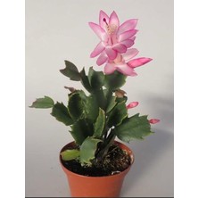 Şanal Nura Botanik Açık Pembe Schlumbergera Truncata Yılbaşı Çiçeği, 10-15 Cm, 1 Adet