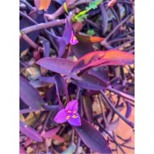 Şanal Nura Botanik Mor Telgraf Çiçeği Kara Sevda, 20-40 Cm, Saksılı, Iç Dış Mekan Bitkisi, Tradescantia