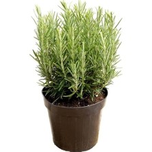 aklow akyoleticaret Biberiye Bitkisi Çiçek Açan Cins 25-35 cm Aromatik (Rosmarinus Officinalis) 14 cm Saksıda