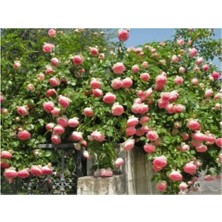 MSP Look Yediveren Sarmaşık Gül Tohumu TH-1812557754