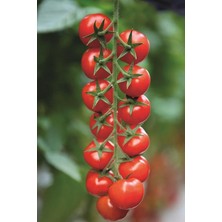 MSP Dünyam Salkım Cherry Domates Tohumu / 5+ Adet Tohum