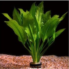 MSP Bitkileri Echinodorus Amazonicus Saksı Canlı Bitki B043