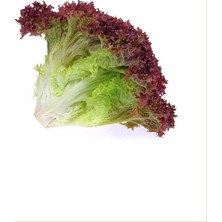 MSP Garden Ithal Marul Kırmızı Salata (Kıvırcık) 1000 Ad. Tohum