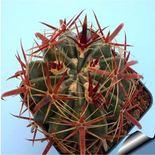 MSP Look Ferocactus Latispinus Kaktüs Tohumu TH-DSHNGLOOKTHM099